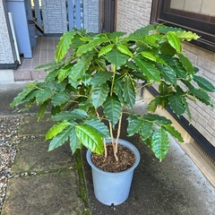 コーヒーの木　②
の画像