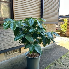コーヒーの木　②
の画像