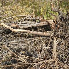 薪🔥ストーブに使える？木🌲を無料で差し上げます。キャンプや焚き火にも🔥伐採はセルフサービスで☺の画像