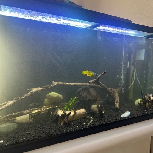 90センチ水槽セットお魚も一緒に