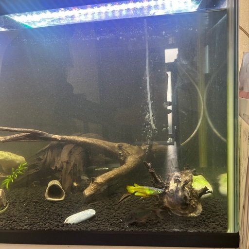 90センチ水槽セットお魚も一緒に