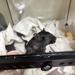 ⭐︎⭐︎29(ふく)の日⭐︎⭐︎ - ペット