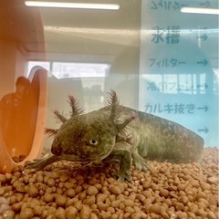 ⭐︎⭐︎29(ふく)の日⭐︎⭐︎ − 大阪府