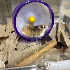 ⭐︎⭐︎29(ふく)の日⭐︎⭐︎ - 大阪市