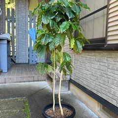 コーヒーの木　③の画像