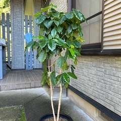 コーヒーの木　③の画像