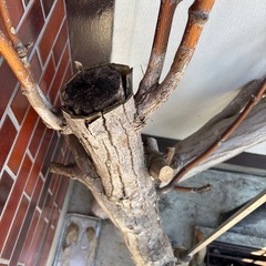 （決まりました）木の画像