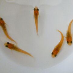 No.162【③楊貴妃メダカ　幼魚 5匹 150円】の画像