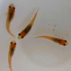 No.164【③三色錦メダカ　幼魚 5匹 150円】の画像