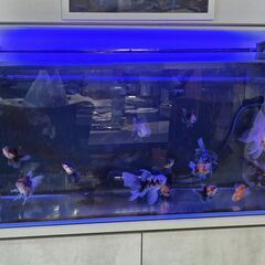 オランダ獅子頭ローズテール差し上げますの画像