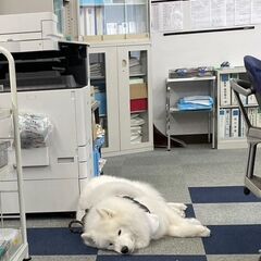 平成世代歓迎🌸若手大活躍中🥰仕事も遊びも全力で💓ﾎﾞｰﾅｽ年2回🎁福利厚生充実✨運転できる方歓迎🚙 #ラック屋スタッフ募集の画像