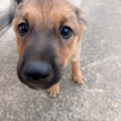 4ヶ月　中型犬ミックス犬 古賀市