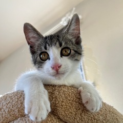 【トライアル決定!!】☆生後3ヶ月男の子