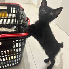 急募！かわいい黒子猫ちゃん！ - 南城市