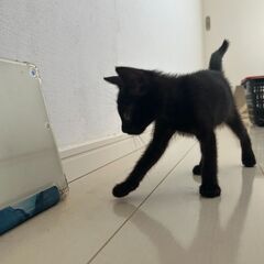 急募！かわいい黒子猫ちゃん！ − 沖縄県