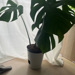 【最終値下げ】モンステラ☆観葉植物の画像