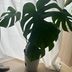 【最終値下げ】モンステラ☆観葉植物の画像