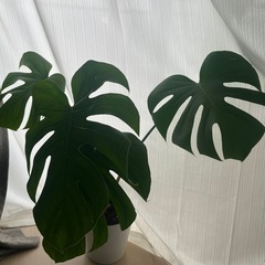 【最終値下げ】モンステラ☆観葉植物の画像