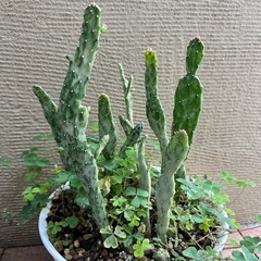 オプンチア　初日の出　サボテンの画像