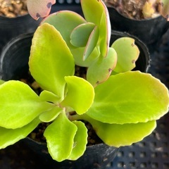 植物5点まとめての画像