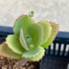 植物5点まとめての画像
