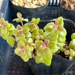 植物5点まとめての画像