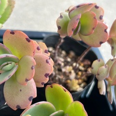 植物5点まとめての画像