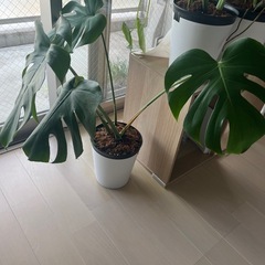 【最終値下げ】モンステラ☆観葉植物の画像
