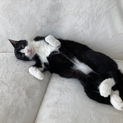 ハチワレの男の子