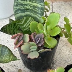 植物寄せ植え　 1点250円　3点おまとめ購入の場合700円の画像