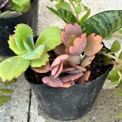 植物寄せ植え　 1点250円　3点おまとめ購入の場合700円の画像