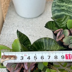 植物寄せ植え　 1点250円　3点おまとめ購入の場合700円の画像