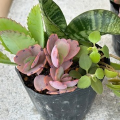 植物寄せ植え　 1点250円　3点おまとめ購入の場合700円の画像