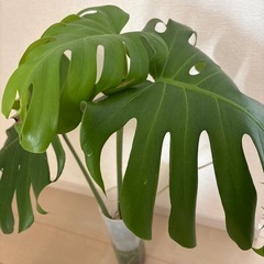 
デリシオーサの画像