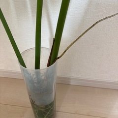 
デリシオーサの画像