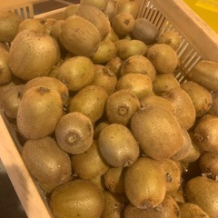 自家製　キウイフルーツ　20個　おまけありの画像