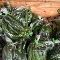 今日はきゅうり沢山あります　朝取立て　野菜の画像
