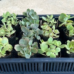 胡蝶の舞苗🌱一点50円の画像