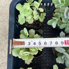 胡蝶の舞苗🌱一点50円の画像