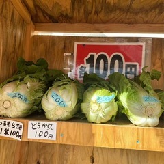 自家栽培　野菜の画像