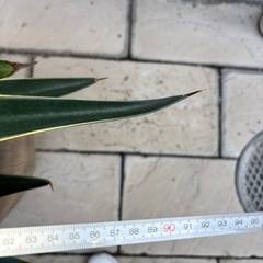 ★11月末迄出品です★ 　アカベベネズエラ（黄班入り）　鉢付き　大株　の画像