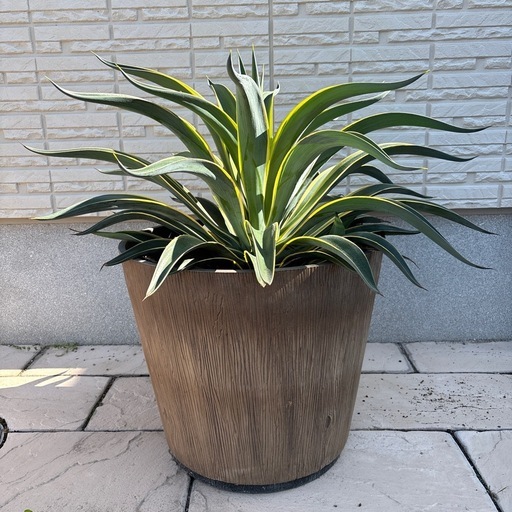 ★11月末迄出品です★ 　アカベベネズエラ（黄班入り）　鉢付き　大株