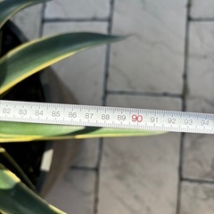 ★11月末迄出品です★ 　アカベベネズエラ（黄班入り）　鉢付き　大株　の画像