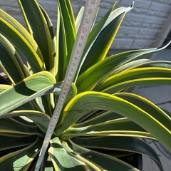 ★11月末迄出品です★ 　アカベベネズエラ（黄班入り）　鉢付き　大株　の画像