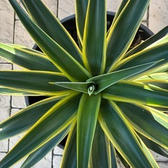 ★11月末迄出品です★ 　アカベベネズエラ（黄班入り）　鉢付き　大株　の画像