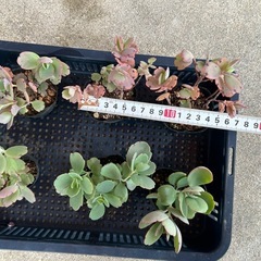 胡蝶の舞苗🌱　一点50円の画像