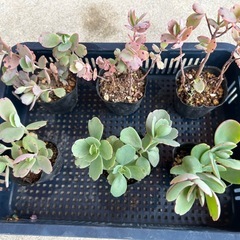 胡蝶の舞苗🌱　一点50円の画像