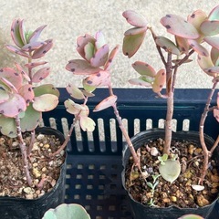 胡蝶の舞苗🌱　一点50円の画像