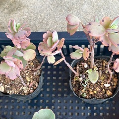 胡蝶の舞苗🌱　一点50円の画像