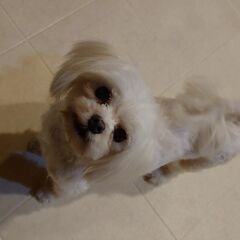 【募集停止】長い間子育てを頑張ってきたマルチーズの雪ちゃん…